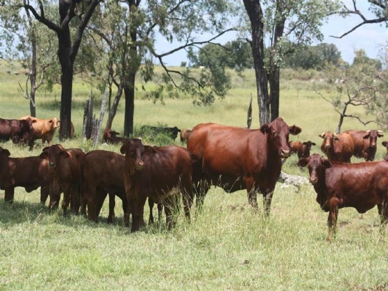 20 Gap Road, Springsure QLD 4722