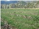 Sarina QLD 4737