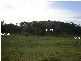 Sarina QLD 4737