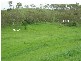 Sarina QLD 4737