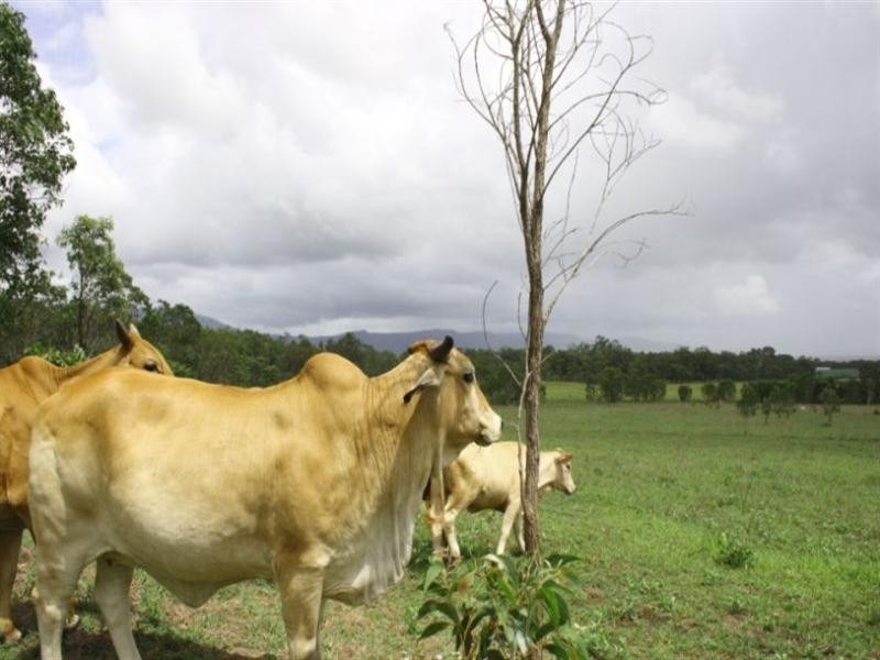 165 Smart Road, Koumala QLD 4738