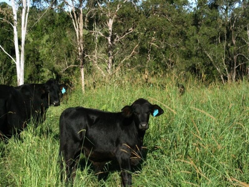 1067 East Funnel Creek Road, Sarina QLD 4737