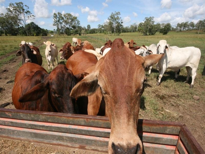 88479 Bruce Highway, Koumala QLD 4738