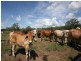 88479 Bruce Highway, Koumala QLD 4738