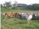 Koumala QLD 4738