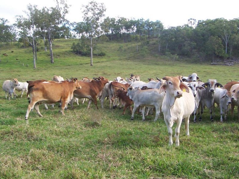 Koumala QLD 4738