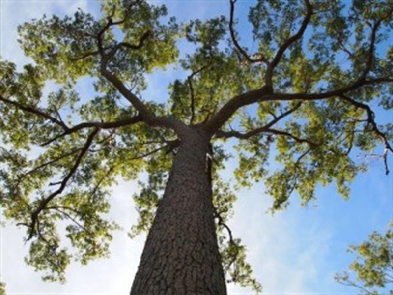 lot 6 Marlborough-Sarina Road, Sarina QLD 4737