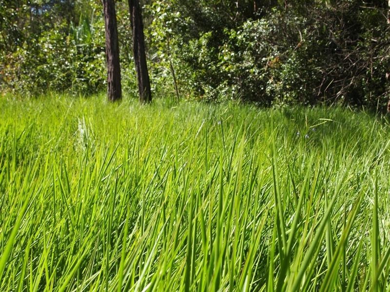 lot 6 Marlborough-Sarina Road, Sarina QLD 4737