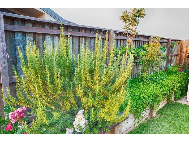 4 Dahlia Court, Kalkie QLD 4670