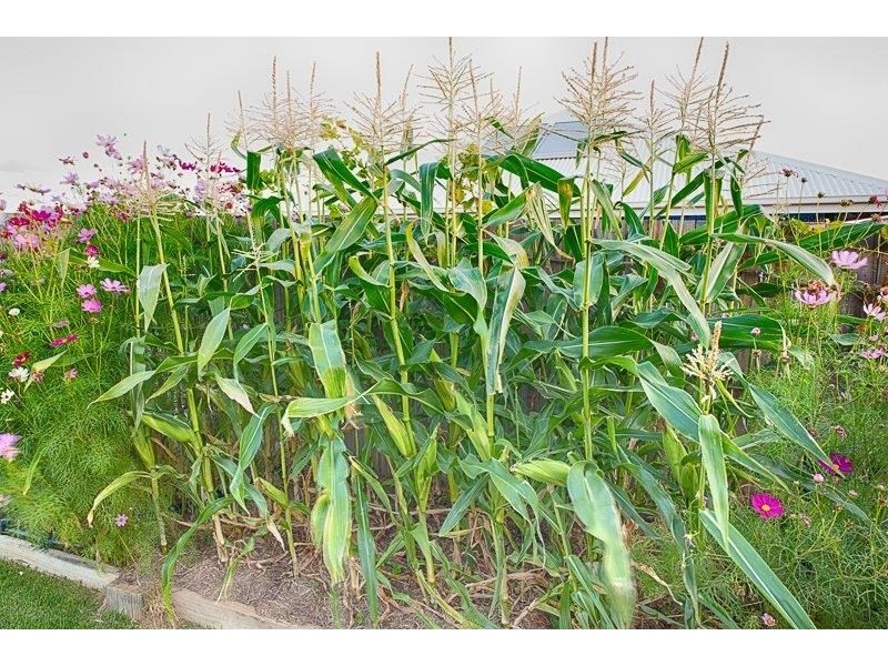 4 Dahlia Court, Kalkie QLD 4670