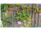 4 Dahlia Court, Kalkie QLD 4670