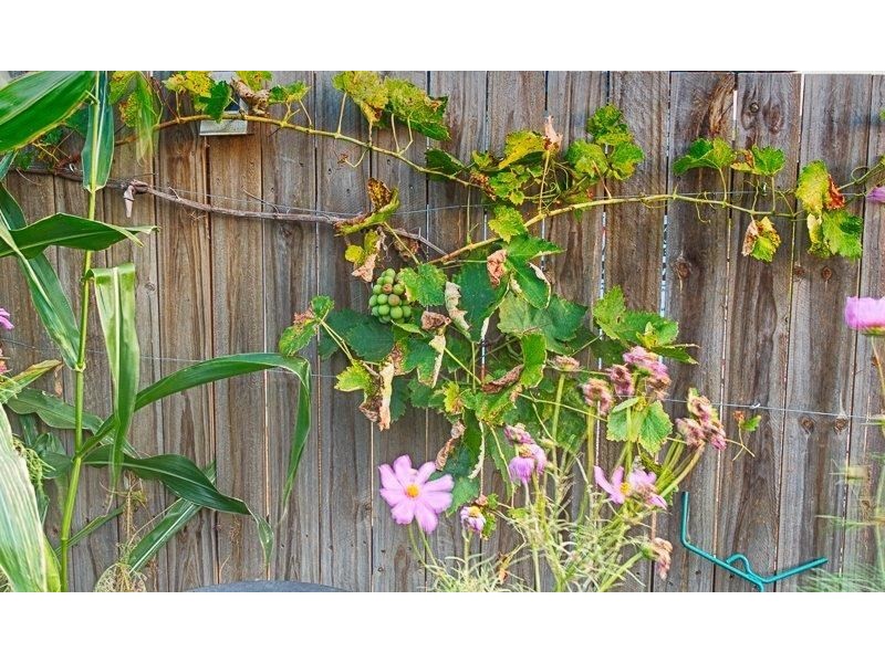 4 Dahlia Court, Kalkie QLD 4670