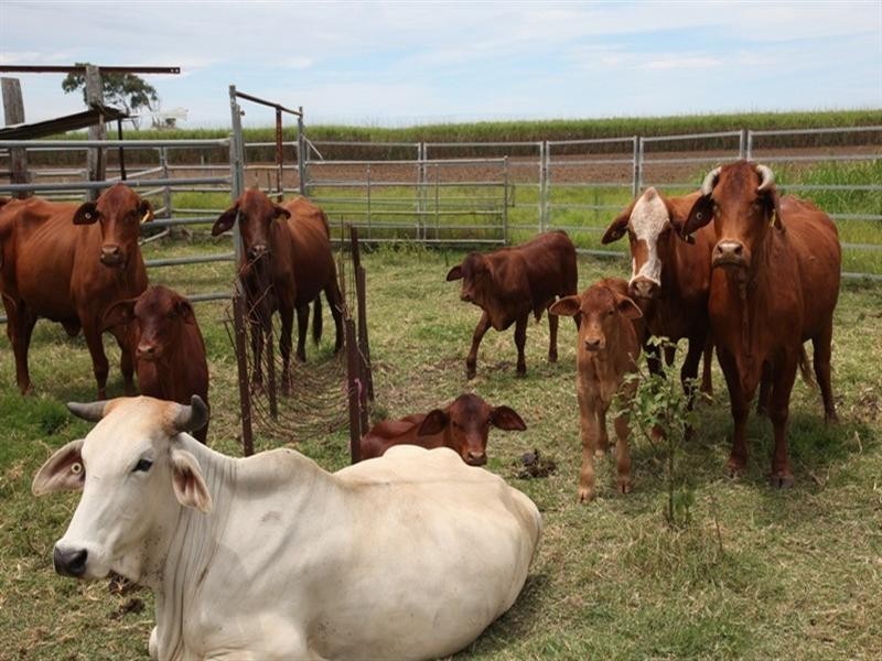 Bundaberg South QLD 4670