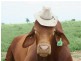 Duingal QLD 4671
