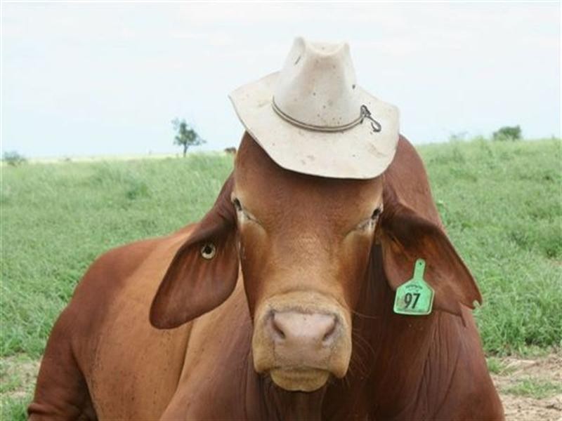 Duingal QLD 4671