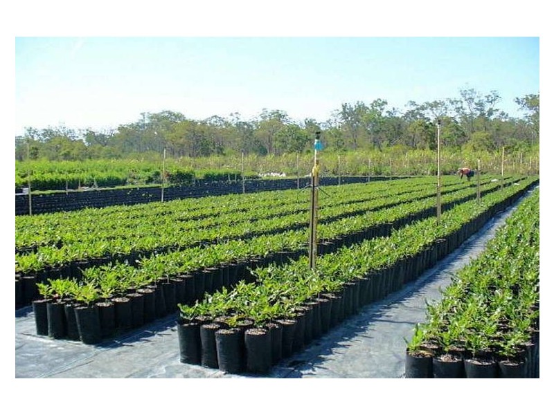 South Kolan QLD 4670