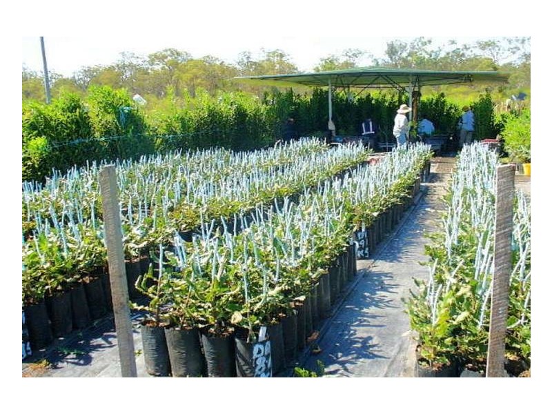 South Kolan QLD 4670