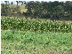Kyogle NSW 2474