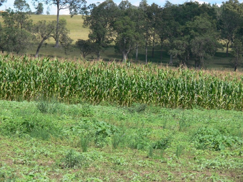 Kyogle NSW 2474
