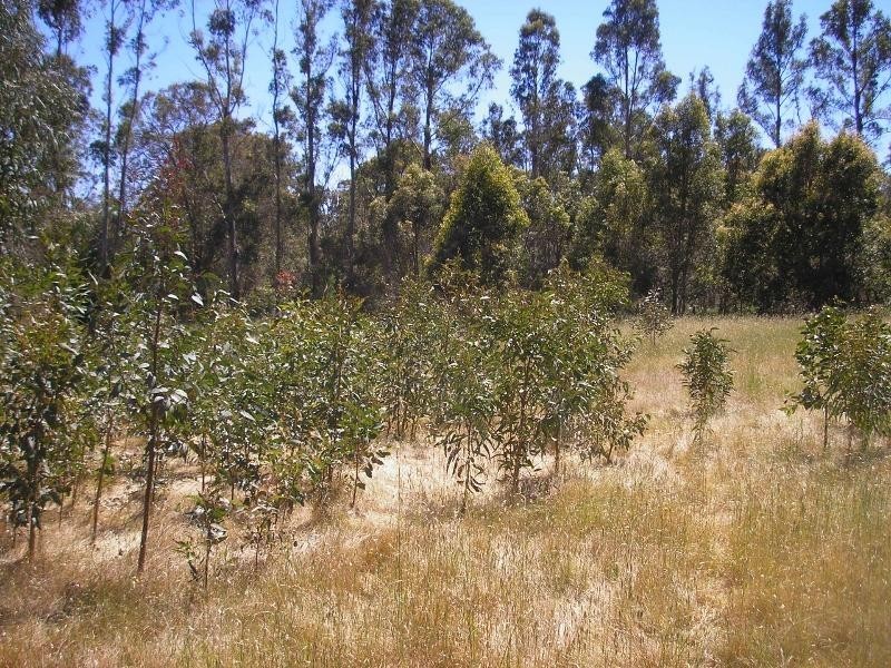 98 GRIMWADE Road, North Greenbushes WA 6254