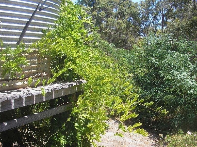 43 Diorite Street, Greenbushes WA 6254