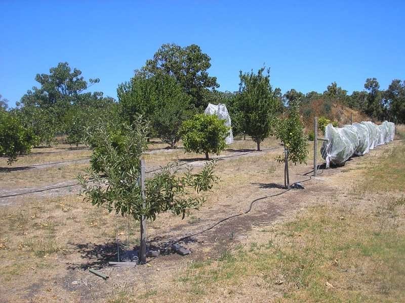 55 Martin Place, Mullalyup WA 6252