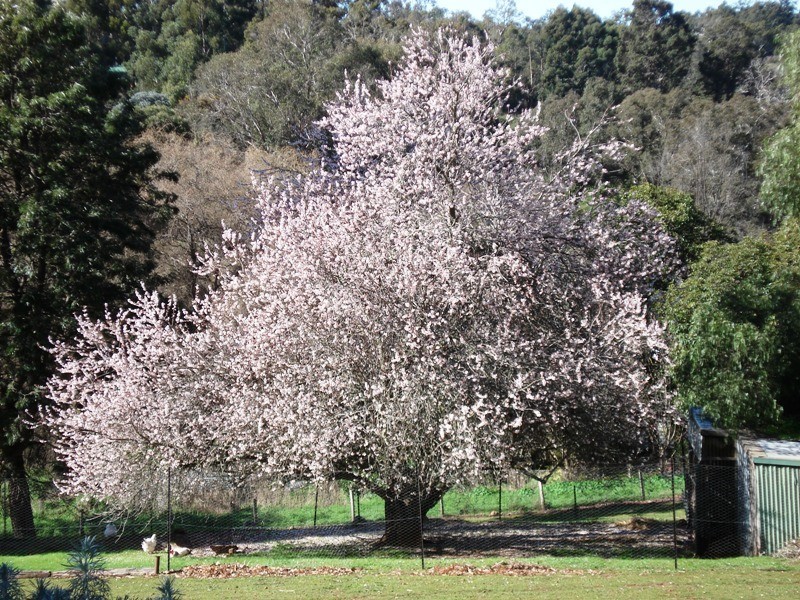 713 Hackett Street, Bridgetown WA 6255