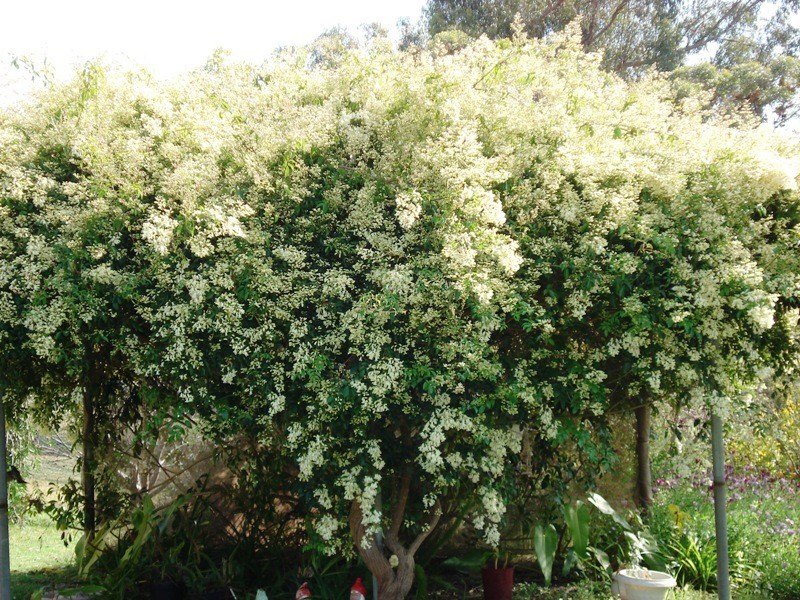 713 Hackett Street, Bridgetown WA 6255