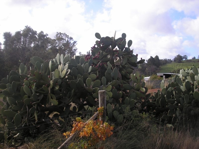 20967 South Western Highway, Mullalyup WA 6252