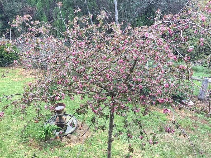 133 Jayes Road, Balingup WA 6253