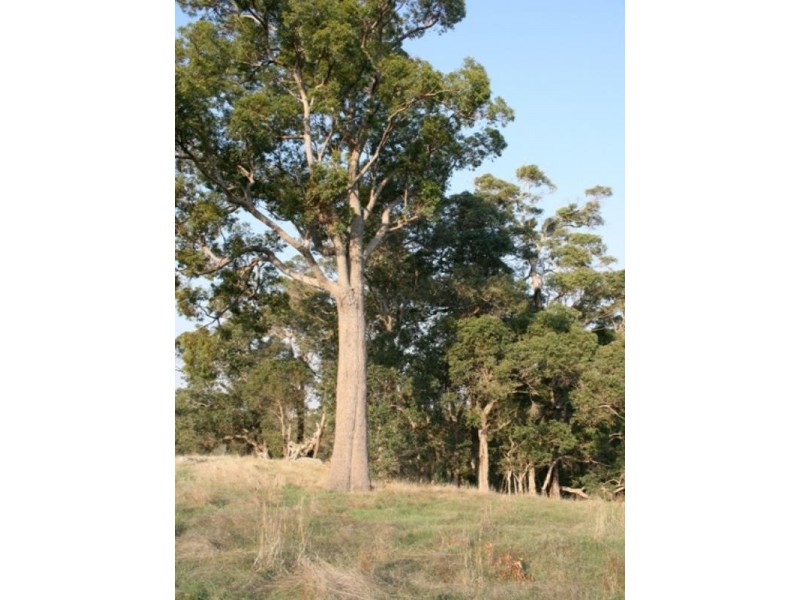 36 Campbell Street, Balingup WA 6253