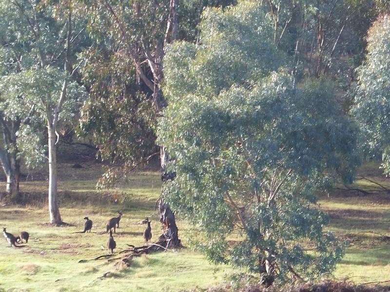 14 De Lisle Street, Balingup WA 6253