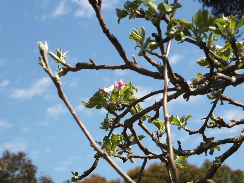 5 and 9 Baxter Street, Kirup WA 6251