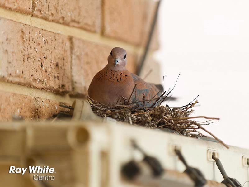 2/15 Kinsella Street, Joondanna WA 6060