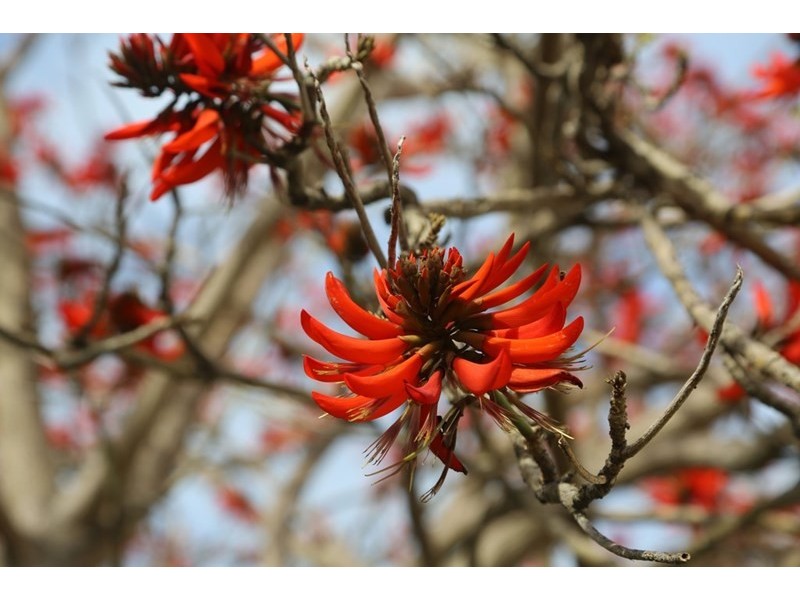 30A Coral Tree Avenue, Subiaco WA 6008