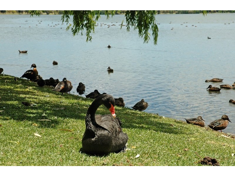 8/62 Moondine Drive, Wembley WA 6014