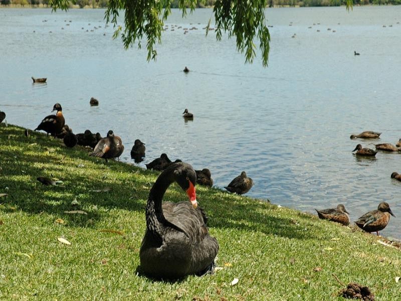 3c Lake Monger Drive, West Leederville WA 6007