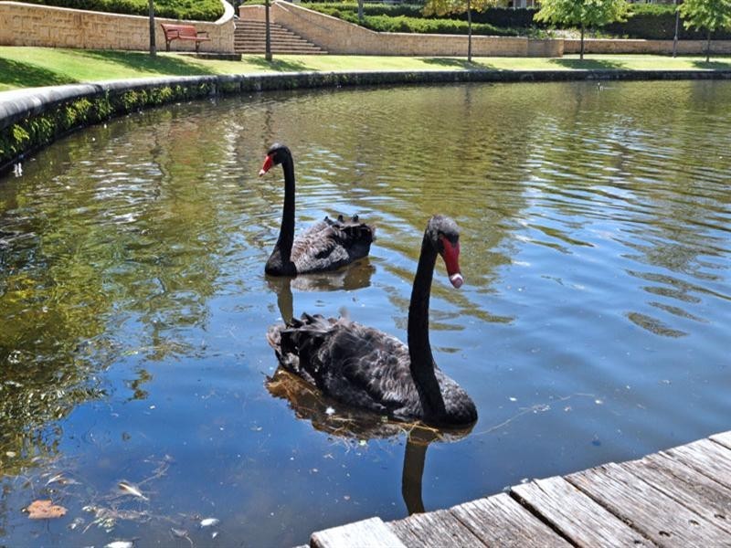 6 Allora Avenue, Subiaco WA 6008