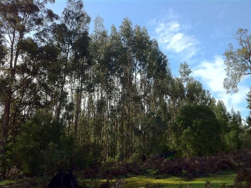 150 Tinks Road, Quinninup WA 6258