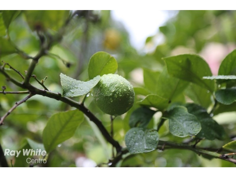 16 Catherine Street, Subiaco WA 6008