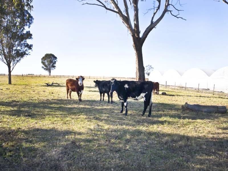 355 Badgerys Creek Road, Bringelly NSW 2556