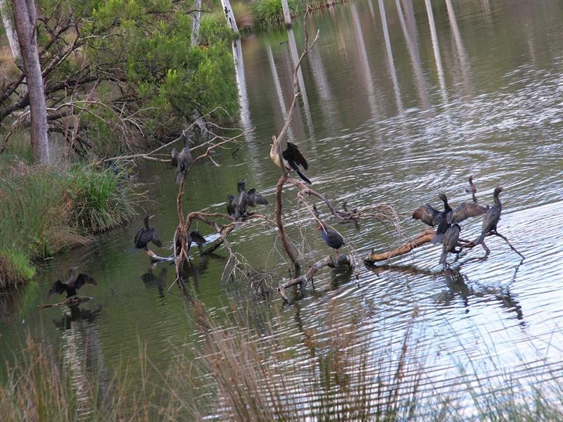 20 PATTERDALE Court, Croydon Hills VIC 3136