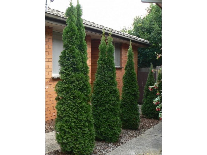 3, 14 WALTER Street, Mitcham VIC 3132