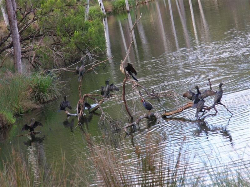 24 NORRIS Circuit, Croydon VIC 3136