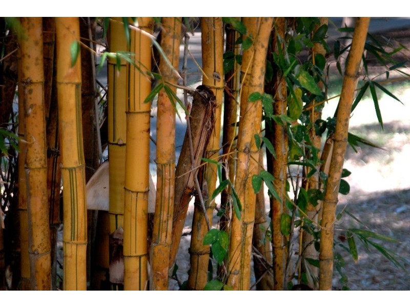 Lot 17 Pringle Road, Cannonvale QLD 4802