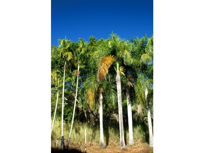 Lot 17 Pringle Road, Cannonvale QLD 4802