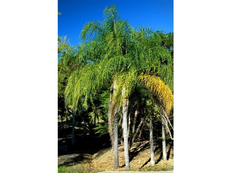 Lot 17 Pringle Road, Cannonvale QLD 4802