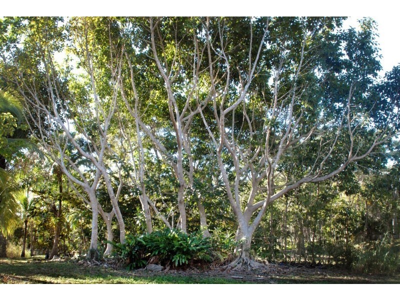 Lot 17 Pringle Road, Cannonvale QLD 4802