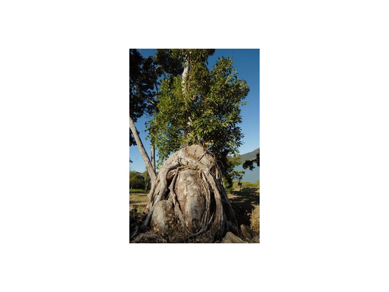 Lot 9 Botanica Drive, Cannonvale QLD 4802