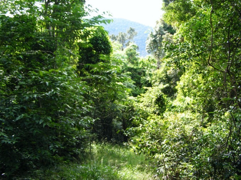 Lot 7 Timberland Road, Jubilee Pocket QLD 4802